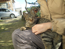 風邪を、ひきました。